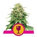 Royal Queen Seeds Gratis Feminized
