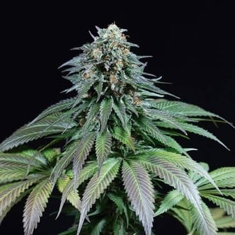 Purple Moby Dick (Dinafem) feminized