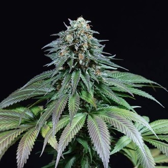 Purple Moby Dick (Dinafem) Feminized