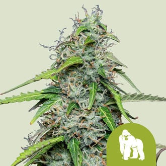 Royal Gorilla Automatic (Royal Queen Seeds) Feminized