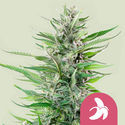 Fat Banana (Royal Queen Seeds) Feminized