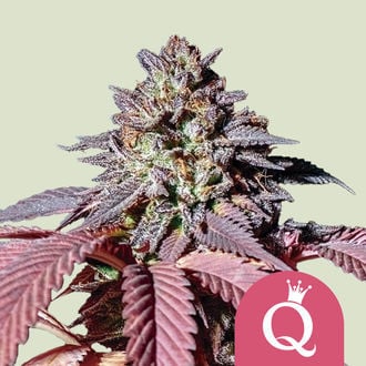 Purple Queen (Royal Queen Seeds) Feminized