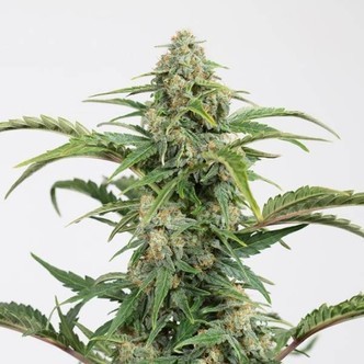 Dinamed CBD Autoflowering (Dinafem) feminized