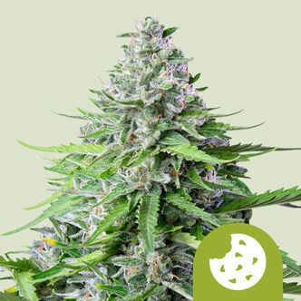 Royal Cookies Automatic (Royal Queen Seeds) Feminized