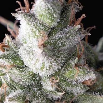 Ramses (Pyramid Seeds) Feminized