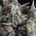 Olympia (Pyramid Seeds) Feminized