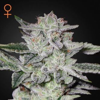 Sweet Valley Kush (Greenhouse Seeds) Feminized