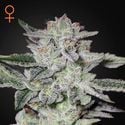 Sweet Valley Kush (Greenhouse Seeds) Feminized