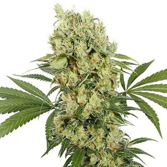 Buddka Medikit (Buddha Seeds) Feminized