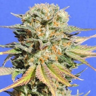 Bruce Banner 3 (Original Sensible Seeds) feminized