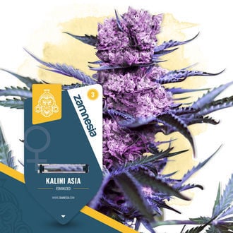 Kalini Asia (Zamnesia Seeds) Feminized