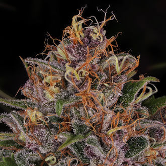 Kalini Asia (Zamnesia Seeds) Feminized