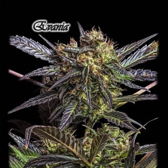 Evania (GeneSeeds) Feminized