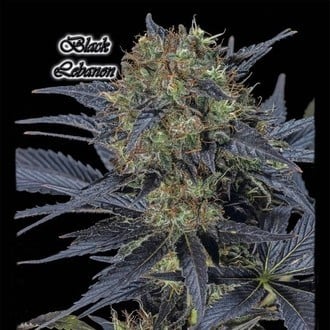 Black Lebanon (GeneSeeds) Feminized