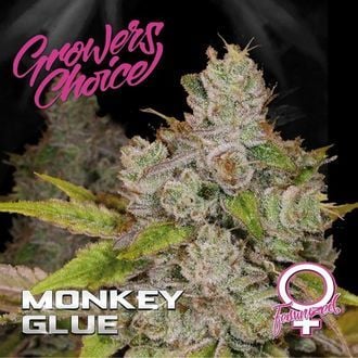 Monkey Glue (Growers Choice) Feminized