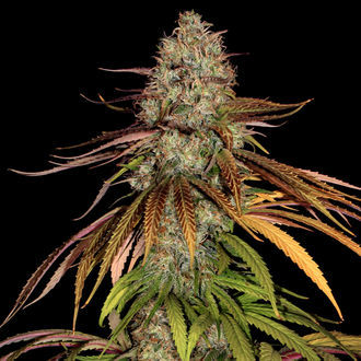 Larry Bird Kush (Zamnesia Seeds) feminized