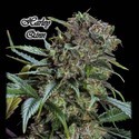 Harley Qinn (GeneSeeds) Feminized