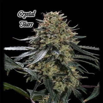 Crystal Tears (GeneSeeds) feminized