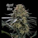 Crystal Tears (GeneSeeds) Feminized