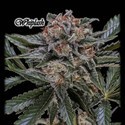 Whiplash (GeneSeeds) Feminized