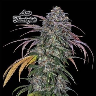 Auto Thunderfuck (GeneSeeds) feminized