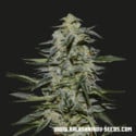 Katyusha (Kalashnikov Seeds) Feminized