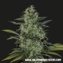 Power Russian (Kalashnikov Seeds) Feminized