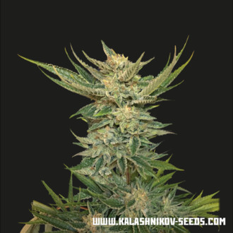 Vodka Lemon (Kalashnikov Seeds) Feminized