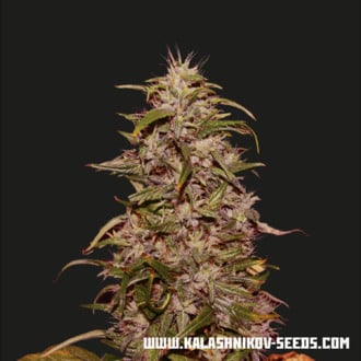 Big Altai Sativa Express (Kalashnikov Seeds) Feminized