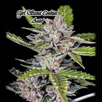 Girl Scout Cookies Auto (GeneSeeds) Feminized