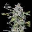 Auto Cherry Pie (GeneSeeds) Feminized