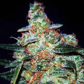 Cheese Auto (Expert Seeds) feminized
