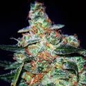 Cheese Auto (Expert Seeds) feminized