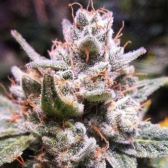 Expert Gorilla Auto (Expert Seeds) feminized