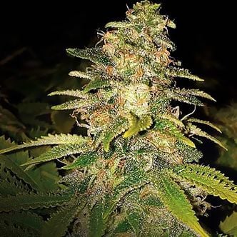 Critical Blue Auto (Expert Seeds) Feminized