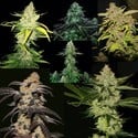 25th Anniversary Box Set Special (T.H.Seeds) Feminized