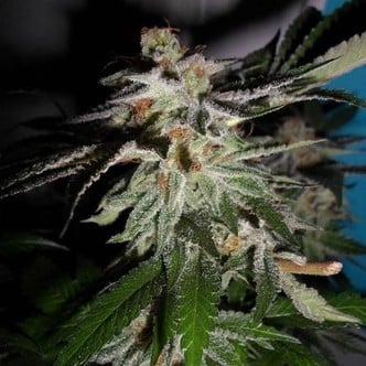 LA Fire (Pheno Finder) feminized