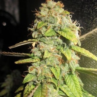 Notorious OG (Pheno Finder) Feminized