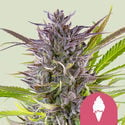 Green Gelato (Royal Queen Seeds) Feminized