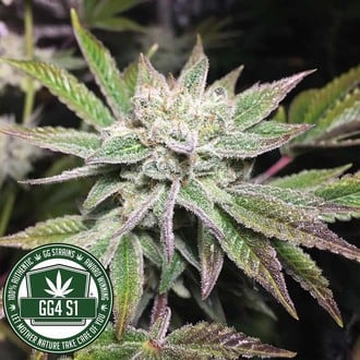 Original Glue | GG4S1 (GGStrains) feminized