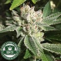 Original Glue | GG4S1 (GGStrains) feminized