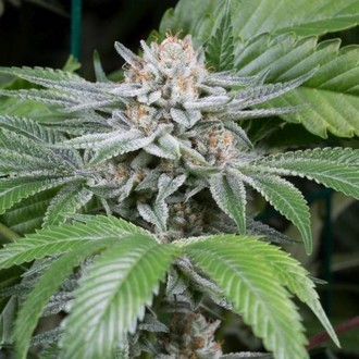 Gorilla (Dinafem) Feminized