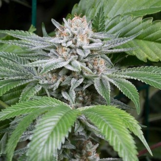 Gorilla (Dinafem) Feminized