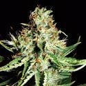 Sweet Cream Auto (Expert Seeds) Feminized