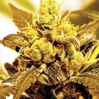 Fruit Salad (Expert Seeds) Feminized