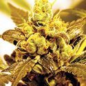 Fruit Salad (Expert Seeds) Feminized