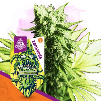 Sticky Beast (Zamnesia Seeds) Feminized