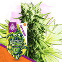 Sticky Beast (Zamnesia Seeds) Feminized