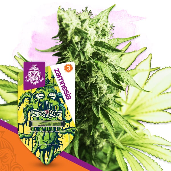 Sticky Beast (Zamnesia Seeds) Feminized
