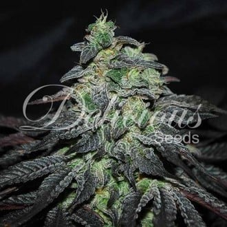 Golosa (Delicious Seeds) Feminized